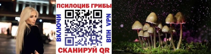 закладка Гай мега зеркало Галлюциногенные грибы Cubensis